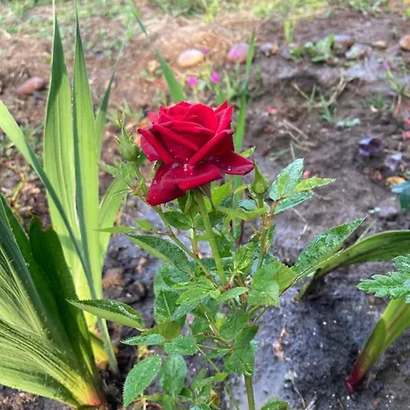 каравана Paradise Kemping Szinemorec